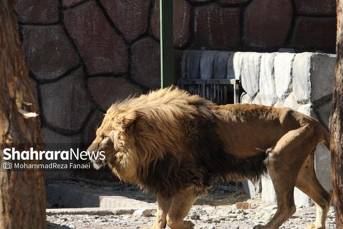 علت مرگ «ریشا» شیر باغ وحش مشهد مشخص شد | بیانیه مشترک دامپزشکی و محیط زیست خراسان رضوی