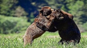 ویدئو| کشتی گرفتن دو خرس در ارتفاعات سوادکوه