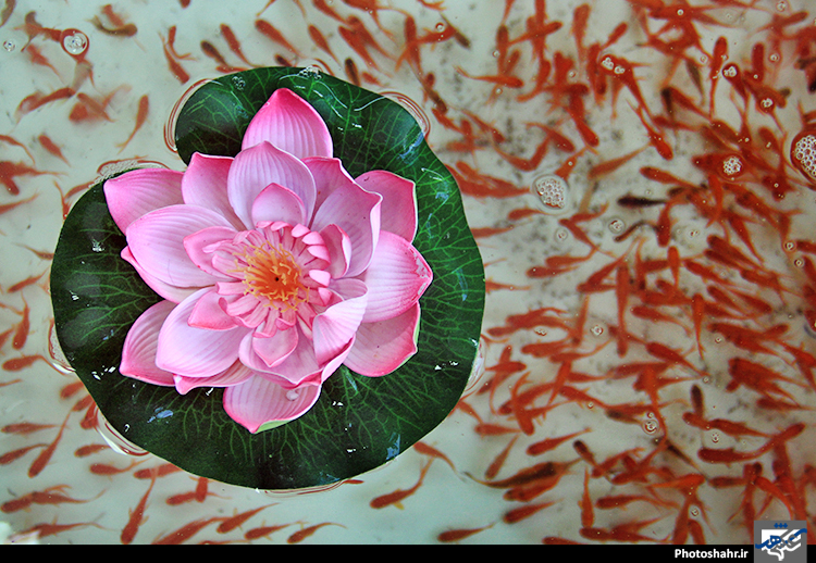 ماهی قرمز