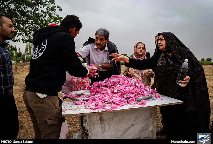 جشنواره برداشت گل های محمدی روستای فرخد