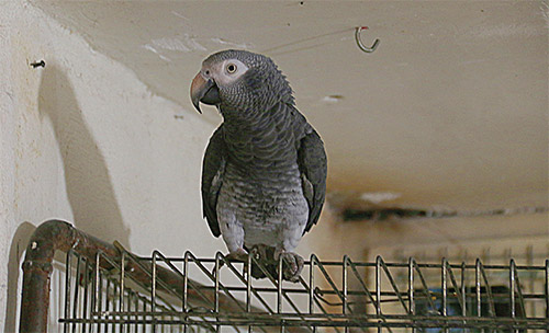 گرم‌خانه حیوانات