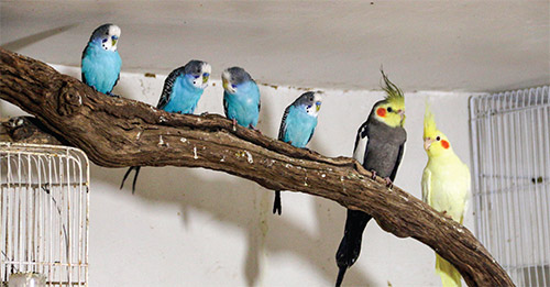 گرم‌خانه حیوانات