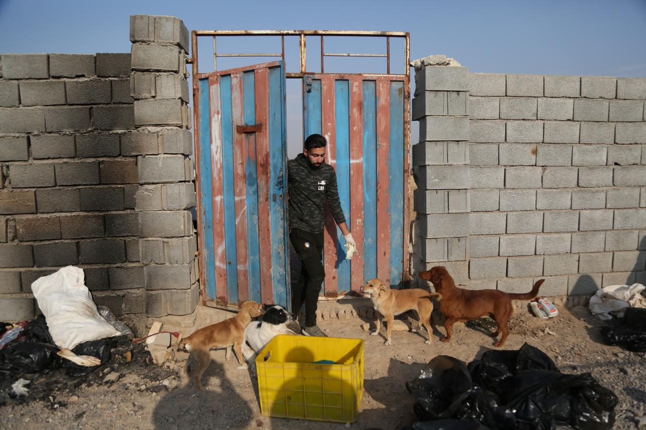 روایت ۵ بانویی که بدون کمک دولتی پناه حیوانات شده اند