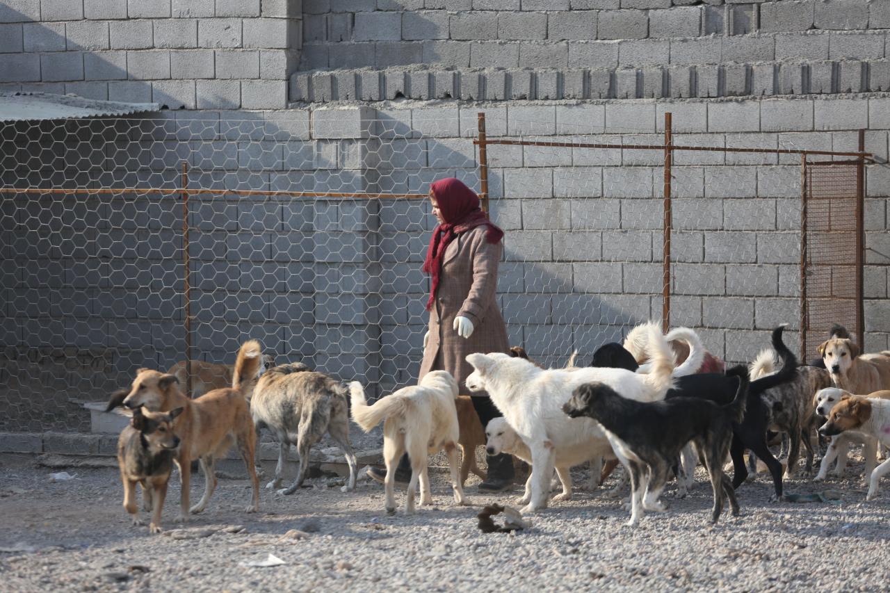 روایت ۵ بانویی که بدون کمک دولتی پناه حیوانات شده اند