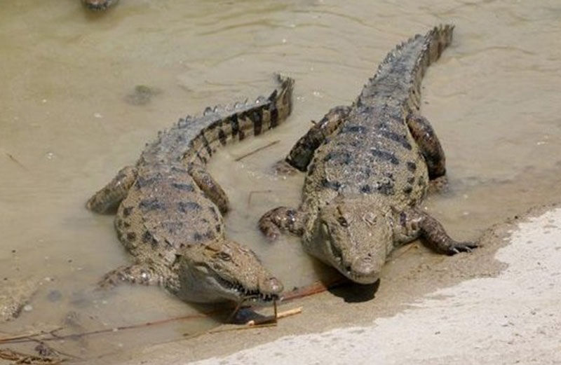 مسئولان دانش و توانی در مقابل بحران سیل ندارند/ دختر ۵ ساله سراوانی زیر آوار+ ویدئو مسئولان دانش و توانی در مقابل بحران سیل ندارند/ دختر ۵ ساله سراوانی زیر آوار+ ویدئو