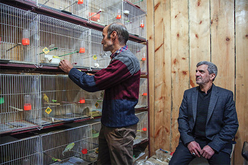 لوازم یدکی با چهچه قناری!