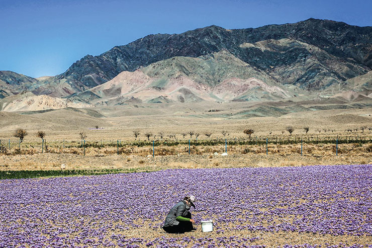 ۷ توافق طلایی برای افزایش صادرات زعفران