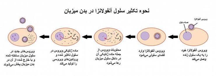 آنفلوآنزا جان ۱۵ نفر را گرفت