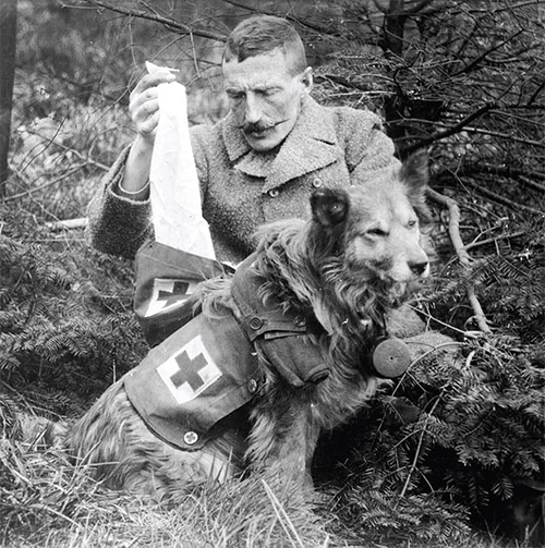 سرگذشت حیوانات در جنگ&zwnj;جهـانی اول