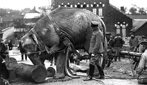 سرگذشت حیوانات در جنگ&zwnj;جهـانی اول