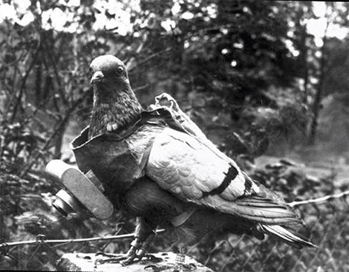 سرگذشت حیوانات در جنگ&zwnj;جهـانی اول