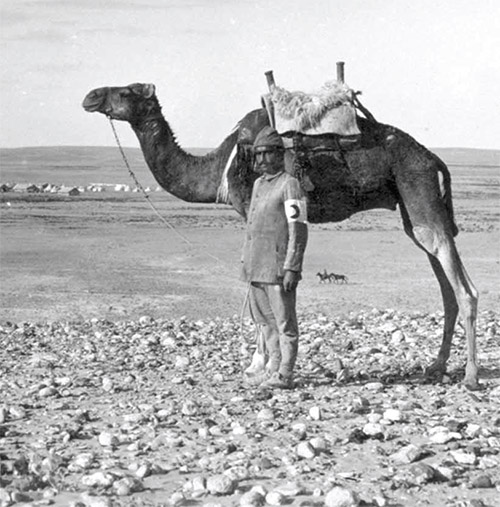 سرگذشت حیوانات در جنگ&zwnj;جهـانی اول