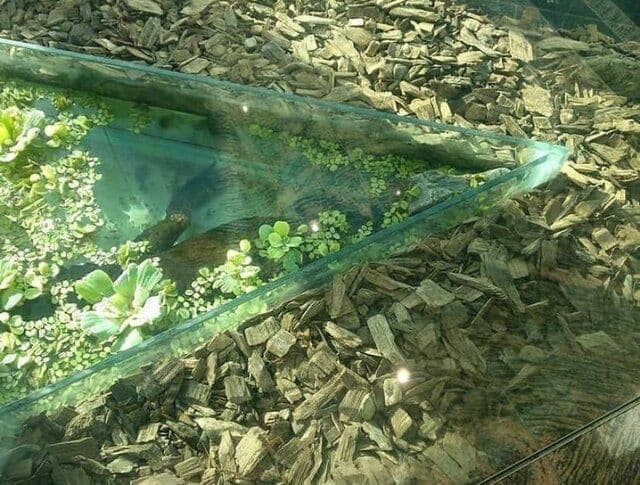 ماجرای نگهداری از تمساح در مرکز خرید اُپال تهران + عکس ماجرای نگهداری از تمساح در مرکز خرید اُپال تهران + عکس