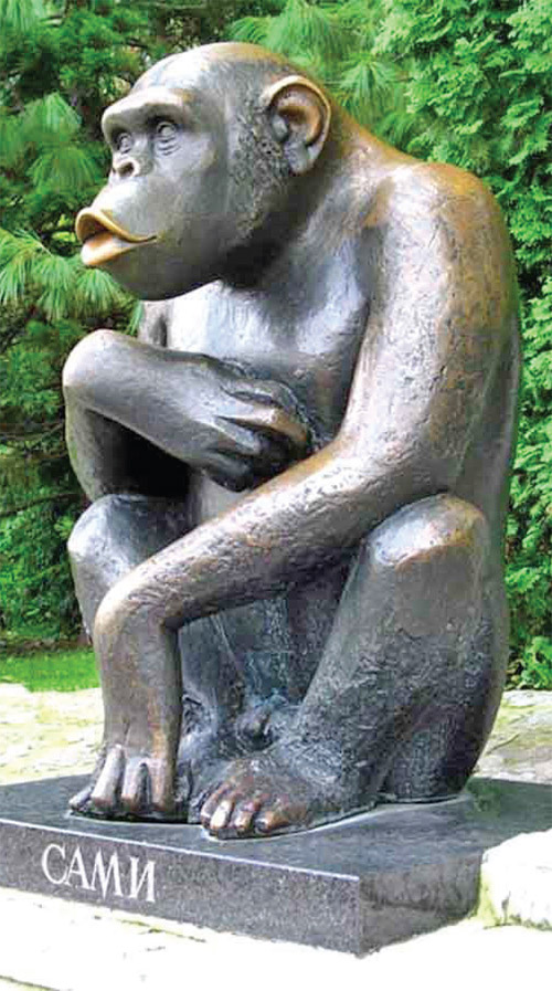 شامپانزه شورشی