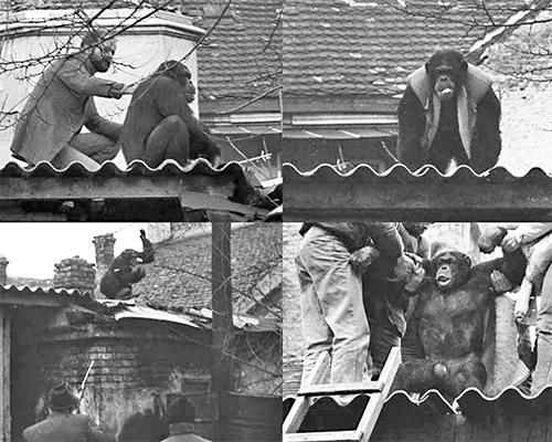 شامپانزه شورشی