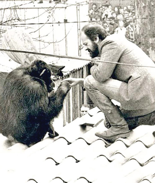 شامپانزه شورشی