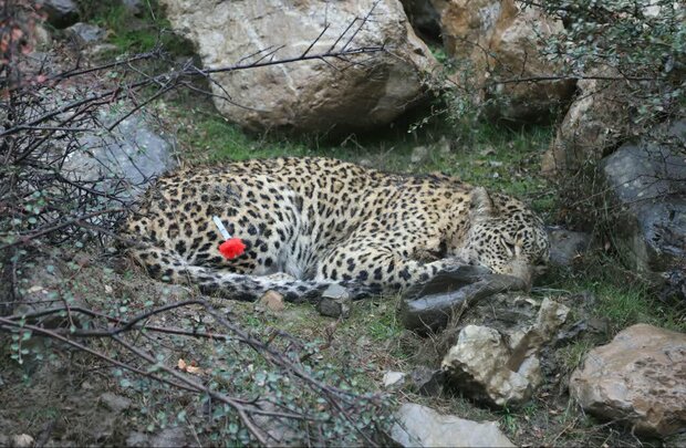 تلف شدن یک قلاده پلنگ در جنگل های آمل به دست شکارچیان + تصاویر