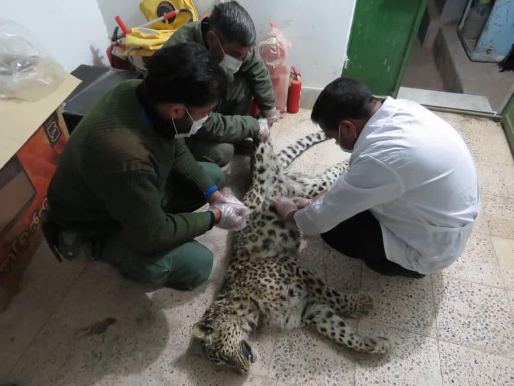 تلف شدن یک قلاده پلنگ ماده در خواف + عکس