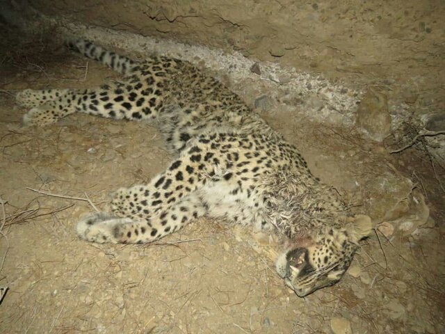 علت مرگ ماده پلنگ خواف پارگی حنجره توسط سگهای گله بود علت مرگ ماده پلنگ خواف پارگی حنجره توسط سگهای گله بود
