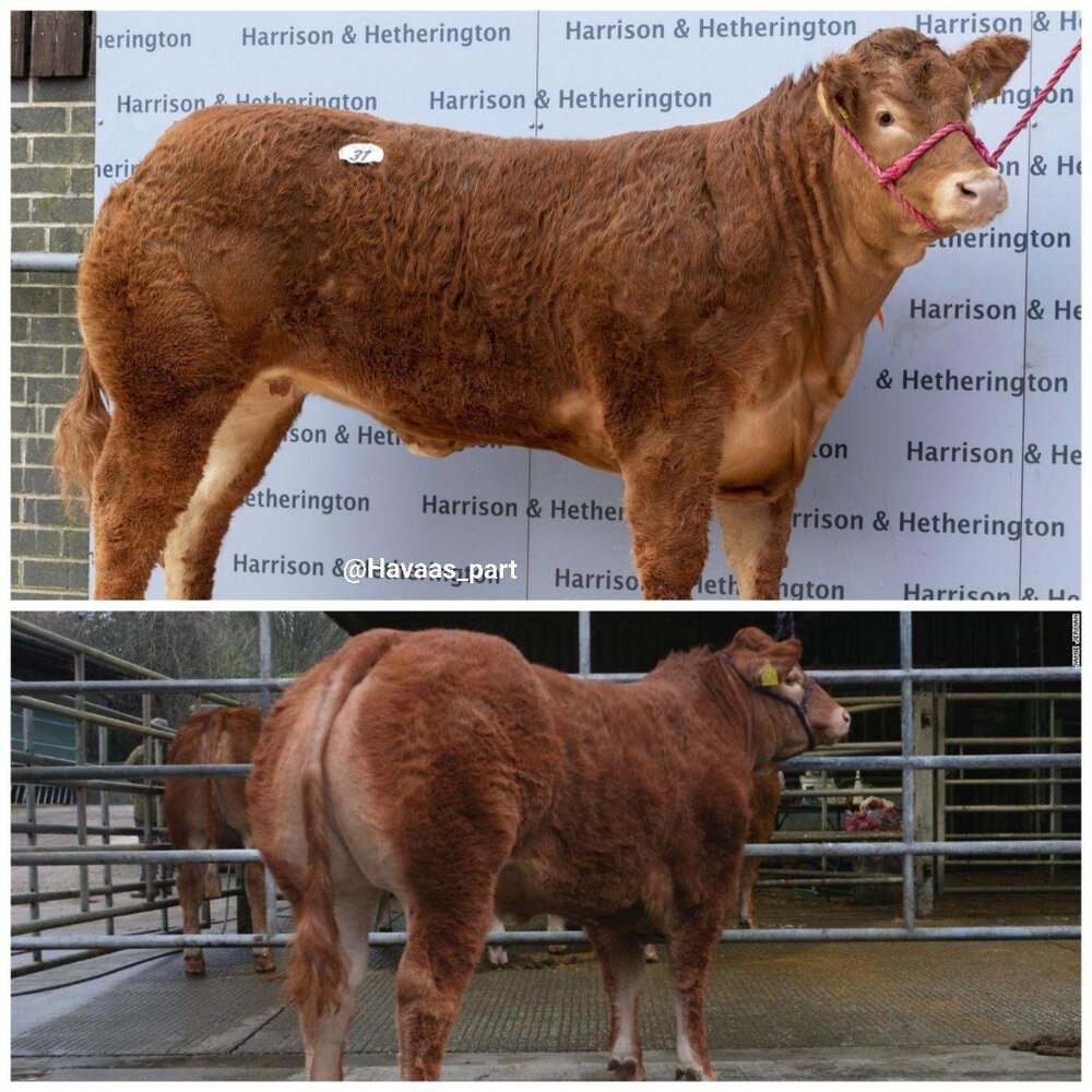 گران&zwnj;قیمت&zwnj;ترین گاو جهان؛ ۸.۵ میلیارد تومان + عکس