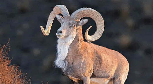 گردشگری شکار؛ سرِ تیر منتقدان