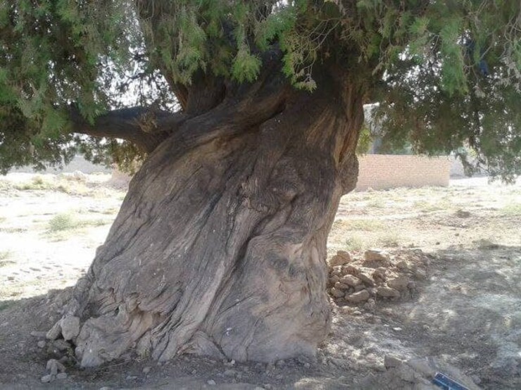 درخت سرو نوش ۱۰۰۰ ساله مشهد ثبت ملی شد