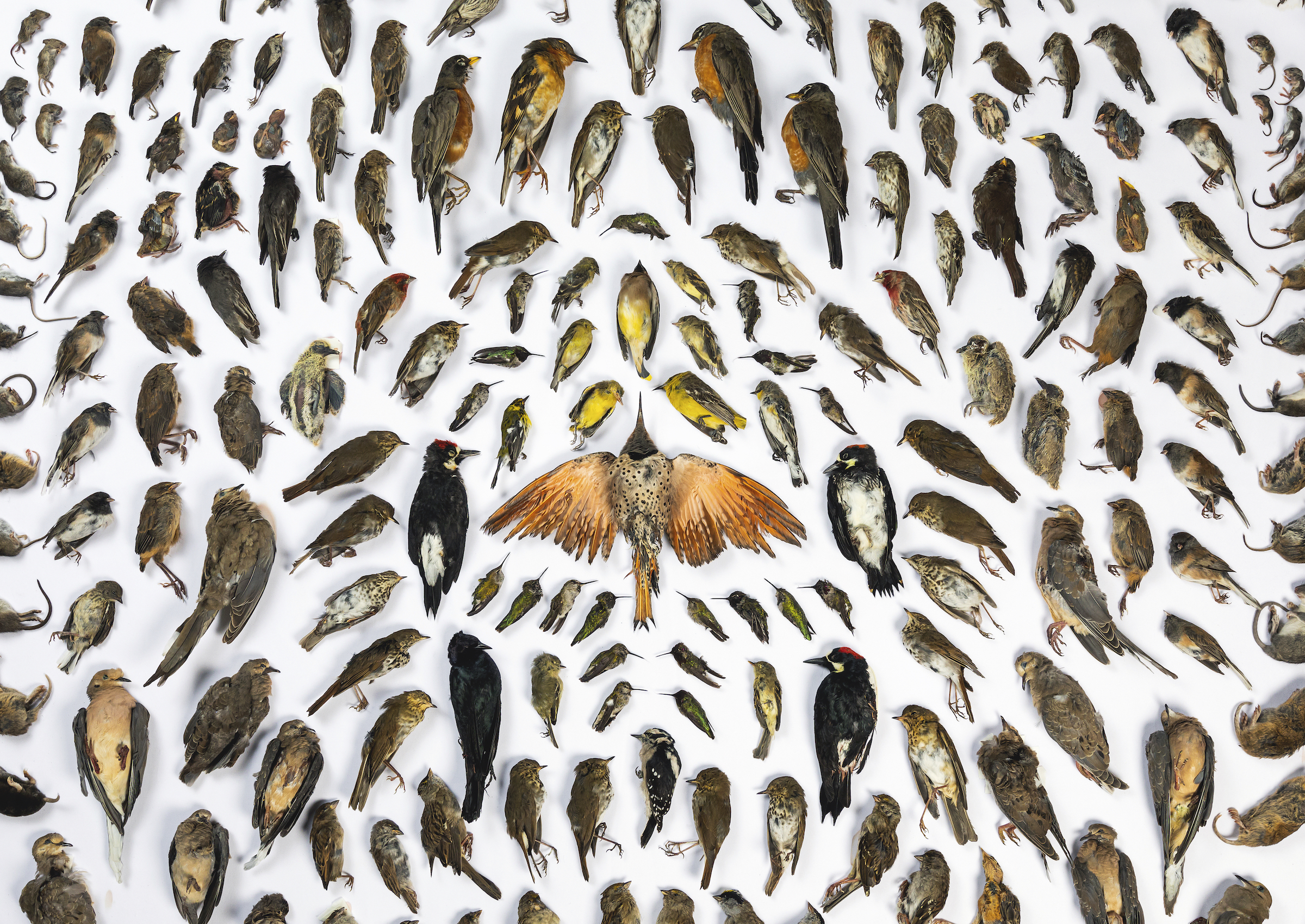 برندگان مسابقه عکاسی BigPicture + تصاویر و شرح برندگان مسابقه عکاسی BigPicture + تصاویر و شرح