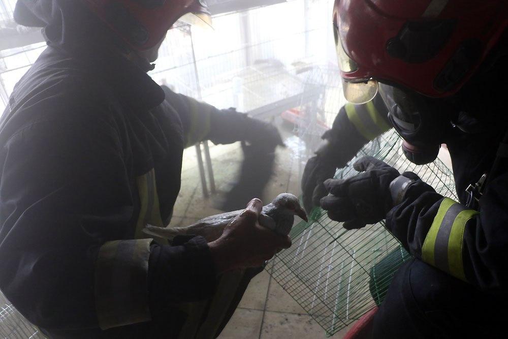 آتش‌سوزی مغازه «پرنده‌فروشی» در خیابان توحید مشهد/بخاری گازی بدون دودکش ده‌ها پرنده را به کشتن داد!