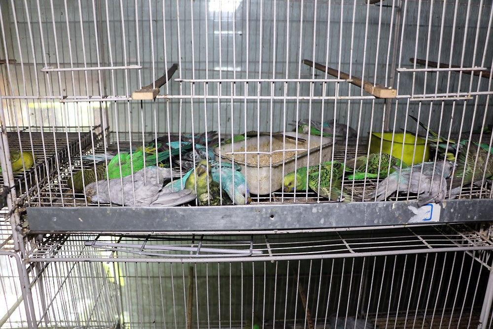 آتش‌سوزی مغازه «پرنده‌فروشی» در خیابان توحید مشهد/بخاری گازی بدون دودکش ده‌ها پرنده را به کشتن داد!