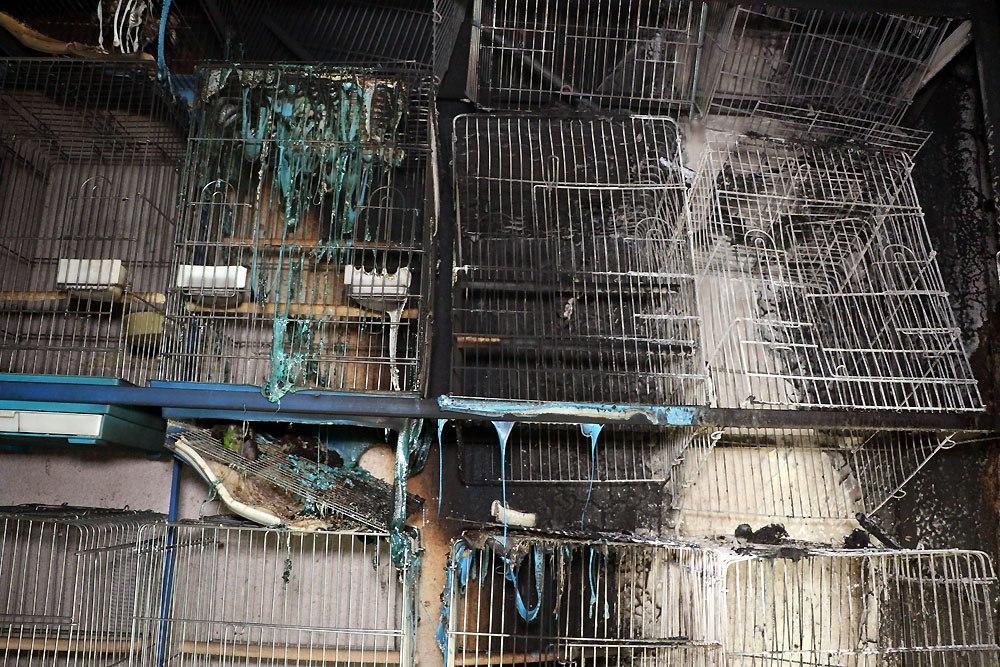 آتش‌سوزی مغازه «پرنده‌فروشی» در خیابان توحید مشهد/بخاری گازی بدون دودکش ده‌ها پرنده را به کشتن داد!