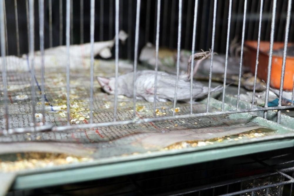 آتش‌سوزی مغازه «پرنده‌فروشی» در خیابان توحید مشهد/بخاری گازی بدون دودکش ده‌ها پرنده را به کشتن داد!