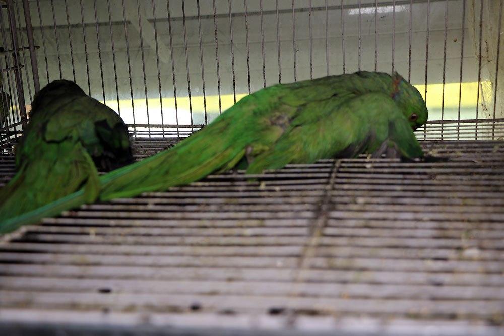 آتش‌سوزی مغازه «پرنده‌فروشی» در خیابان توحید مشهد/بخاری گازی بدون دودکش ده‌ها پرنده را به کشتن داد!