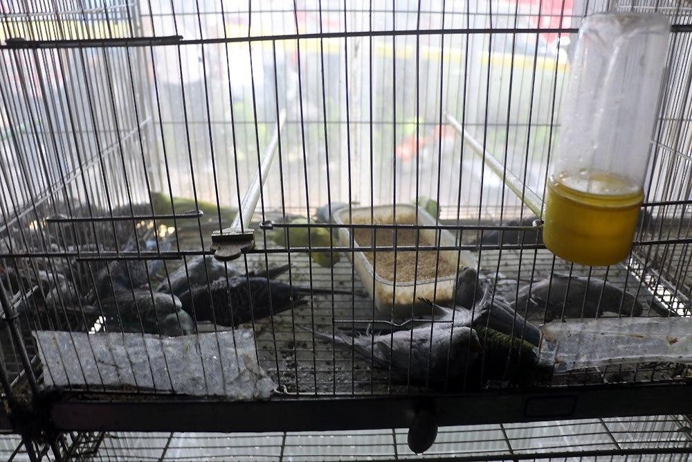 آتش‌سوزی مغازه «پرنده‌فروشی» در خیابان توحید مشهد/بخاری گازی بدون دودکش ده‌ها پرنده را به کشتن داد!