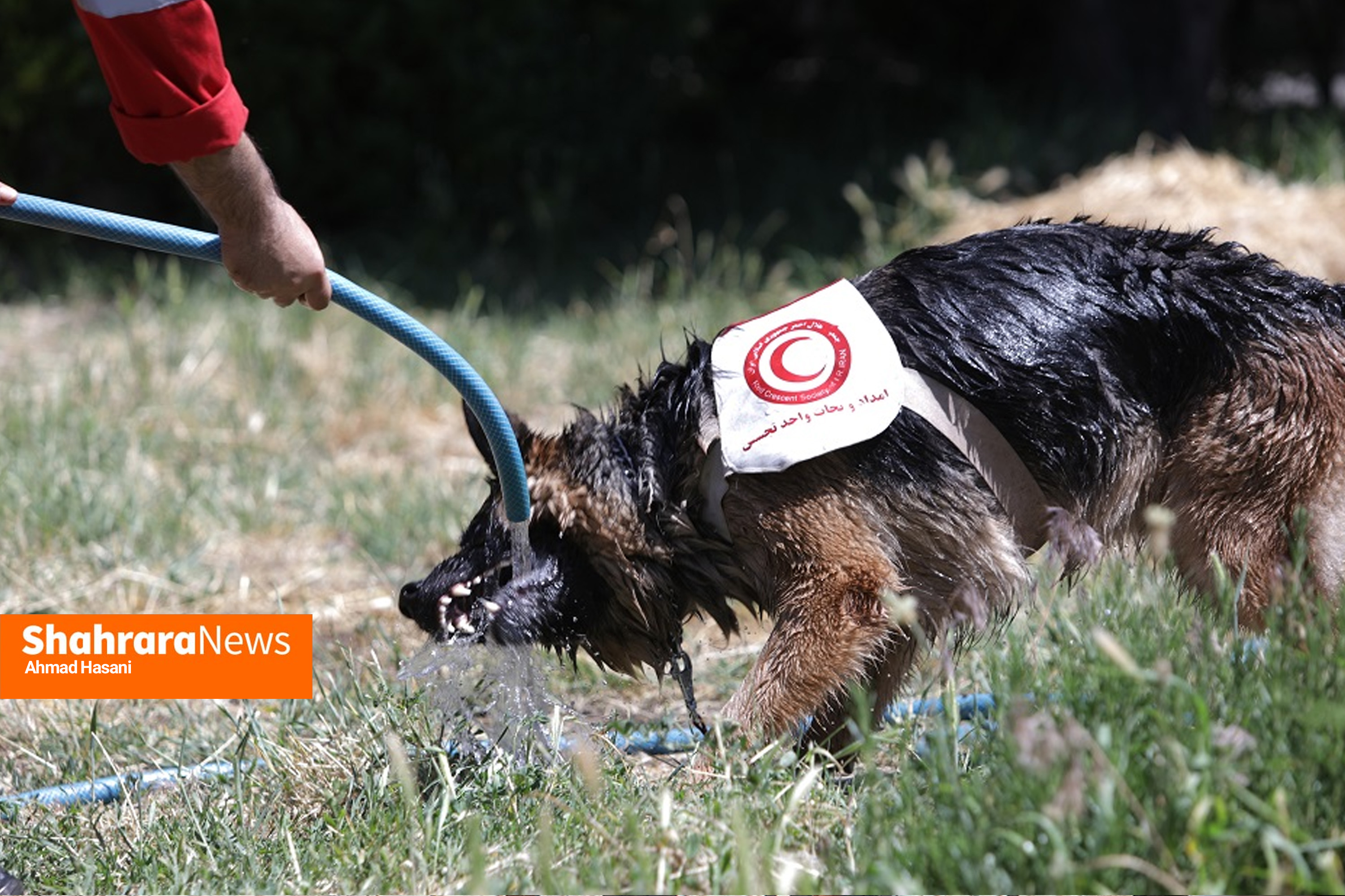 «آنست»؛ سگهایی که در امداد و نجات دومی ندارند/ یک روز همراه با جری و کارن، سگهای جستوجوگر هلال احمر خراسان رضوی+ فیلم «آنست»؛ سگهایی که در امداد و نجات دومی ندارند/ یک روز همراه با جری و کارن، سگهای جستوجوگر هلال احمر خراسان رضوی+ فیلم
