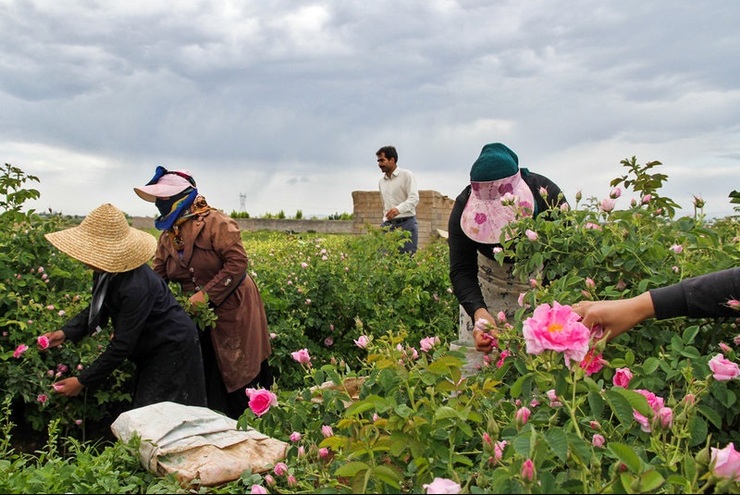 خلاقیت در اقتصاد روستا/ فرخد روستایی برای تمام فصول