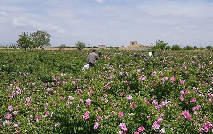 ۲۰۰ هکتار از اراضی کشاورزی مشهد زیر کشت گل محمدی