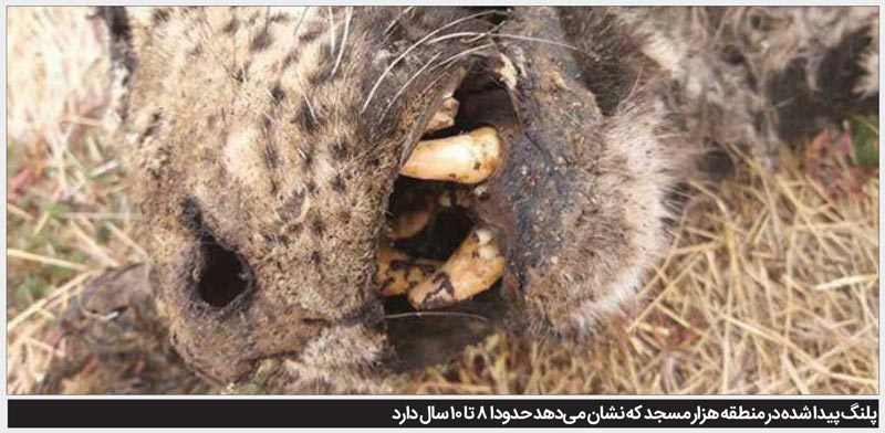 پلنگ پیر بود، مرد!