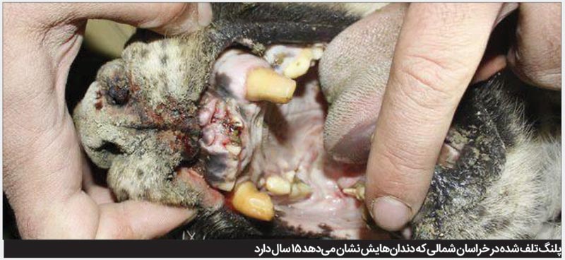 پلنگ پیر بود، مرد!