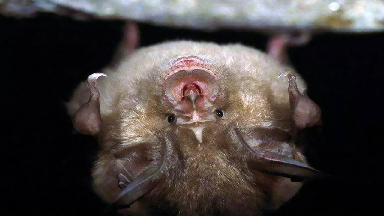 کرونا از روزی متولد شد که کارگران چینی، مدفوع خفاش را پاک می&zwnj;کردند