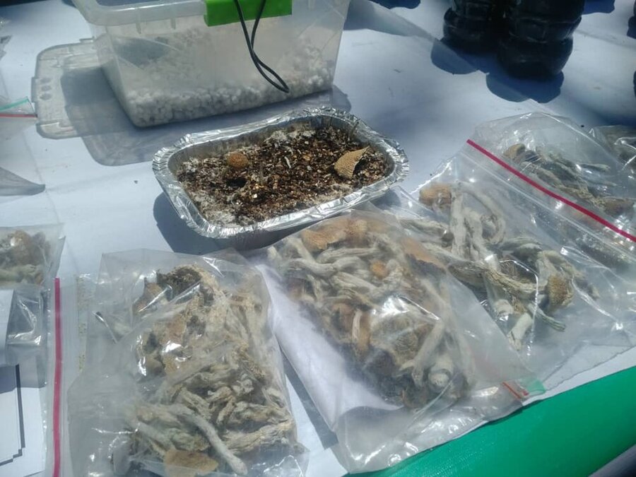 کشف ماده مخدر جدید؛ مجیک ماشروم وارد کشور شده است؟