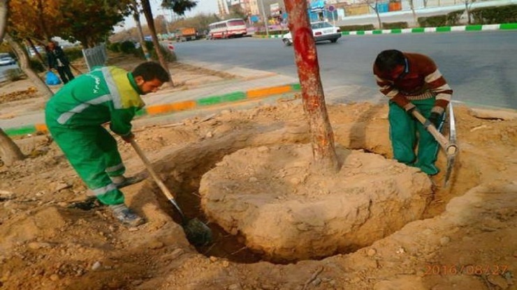 کاشت  بیش از ۱۲ هزار اصله درخت روتبال در مشهد