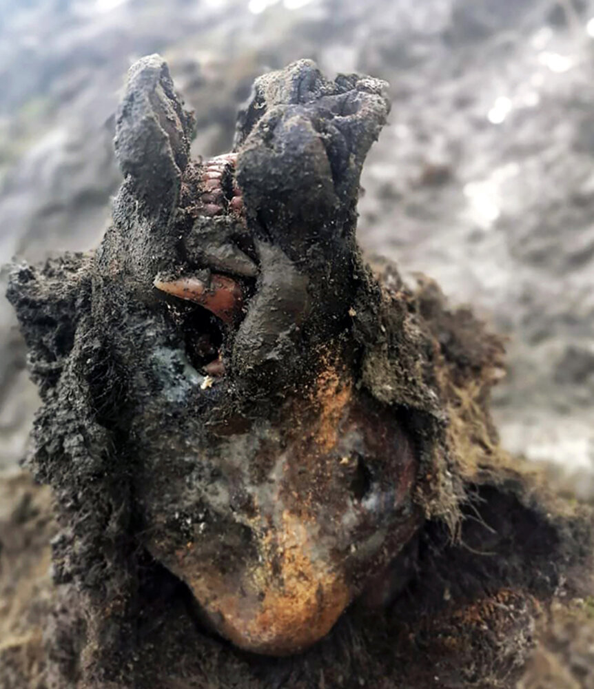 کشف جسد سالم خرسی ۳۹ هزارساله + عکس