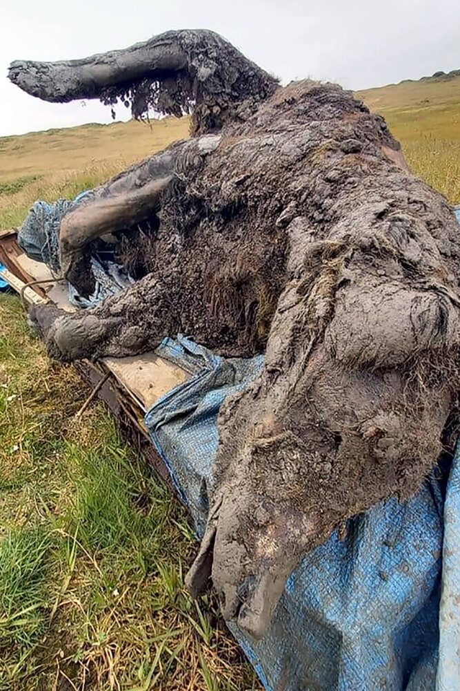 کشف جسد سالم خرسی ۳۹ هزارساله + عکس