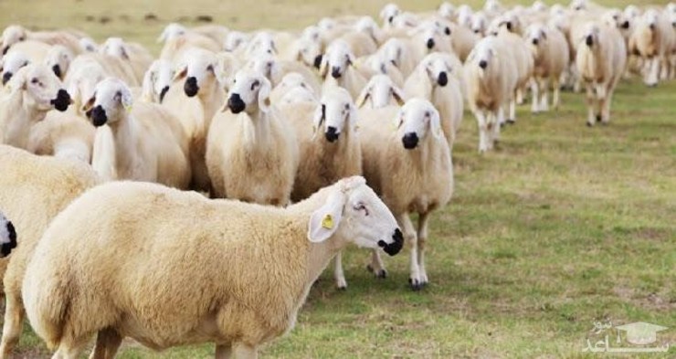 ادای نذورات  با خرید اینترنتی دام