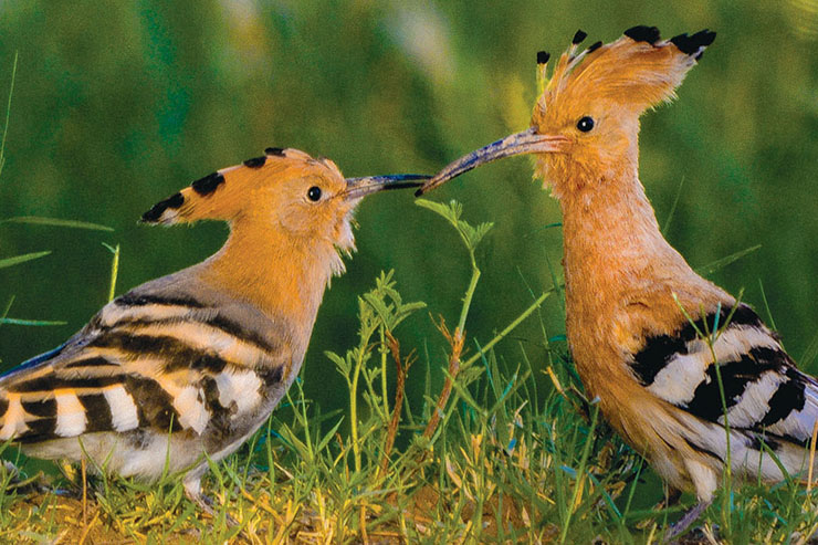 مکالمه&zwnj;ای به نفع دارکوب سیاه