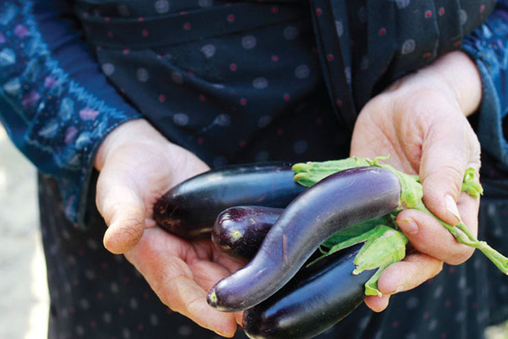 خاک توس آماده کشت &laquo;گردشگری کشاورزی&raquo; است