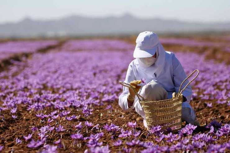 پیامد‌های کاهش ۵۰ درصدی قدرت خرید در پی افزایش قیمت زعفران و پسته