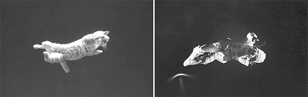 نقش سقوط گربه&zwnj;ها در اکتشافات فضایی ناسا