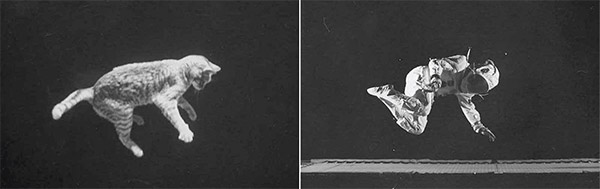 نقش سقوط گربه&zwnj;ها در اکتشافات فضایی ناسا