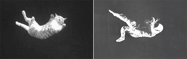 نقش سقوط گربه&zwnj;ها در اکتشافات فضایی ناسا